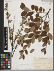 Foto von Salix aurita L.